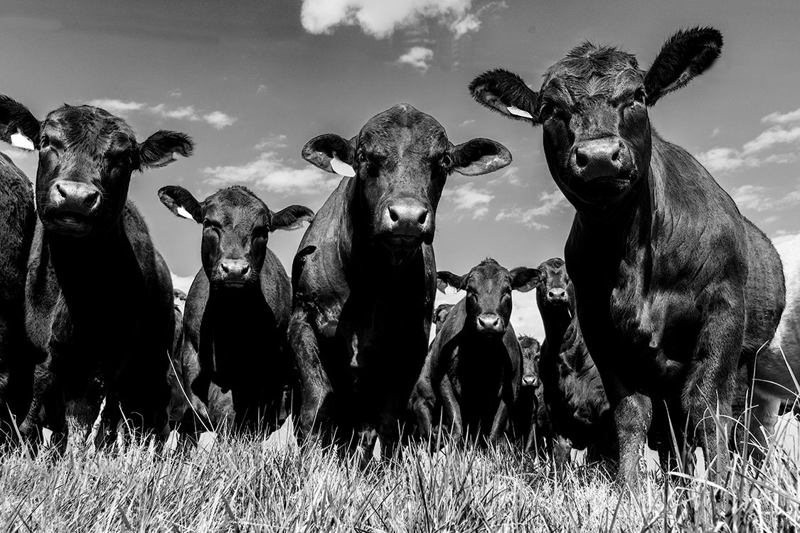 Callison Ranch Bc Callison Ranch Beef